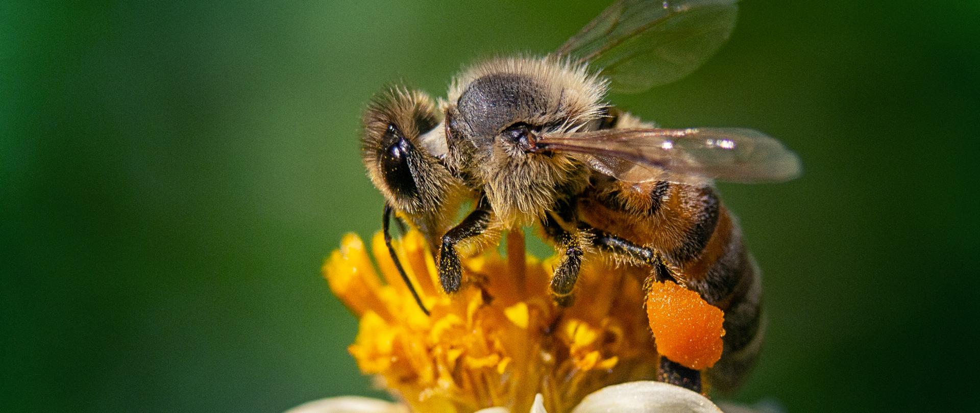 Pszczoła siedząca na żółtym kwiatku.