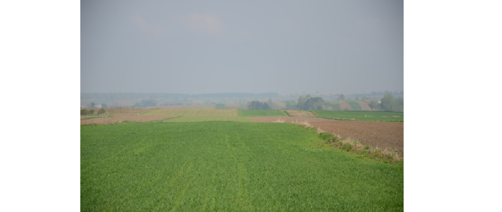 Zdjęcie przedstawia pola, po prawej widzimy część zaoranego pola lecz większa część przedstawia terenu na którym już kiełkuje jakiś rodzaju zboże. W tle widać lekko zachmurzone niebo.