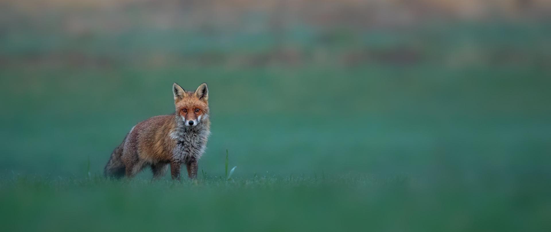 Zdjęcie przedstawia rudego lisa stojącego w trawie. Zwierzę patrzy się w stronę obiektywu.