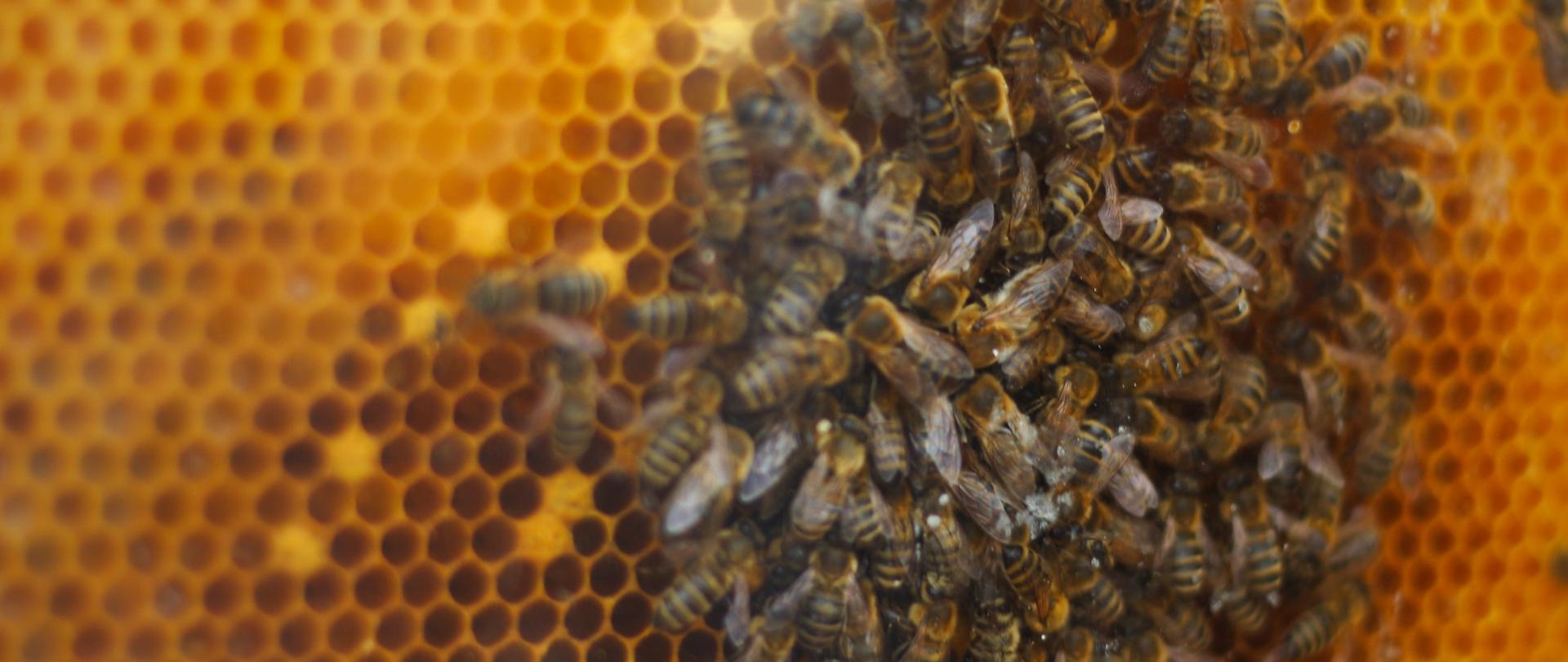 Pszczoły - pasieka