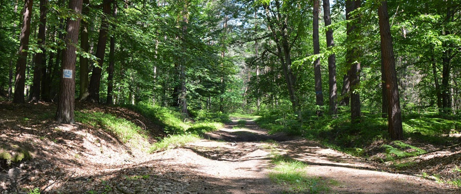 ścieżka w lesie, po bokach zielone drzewa