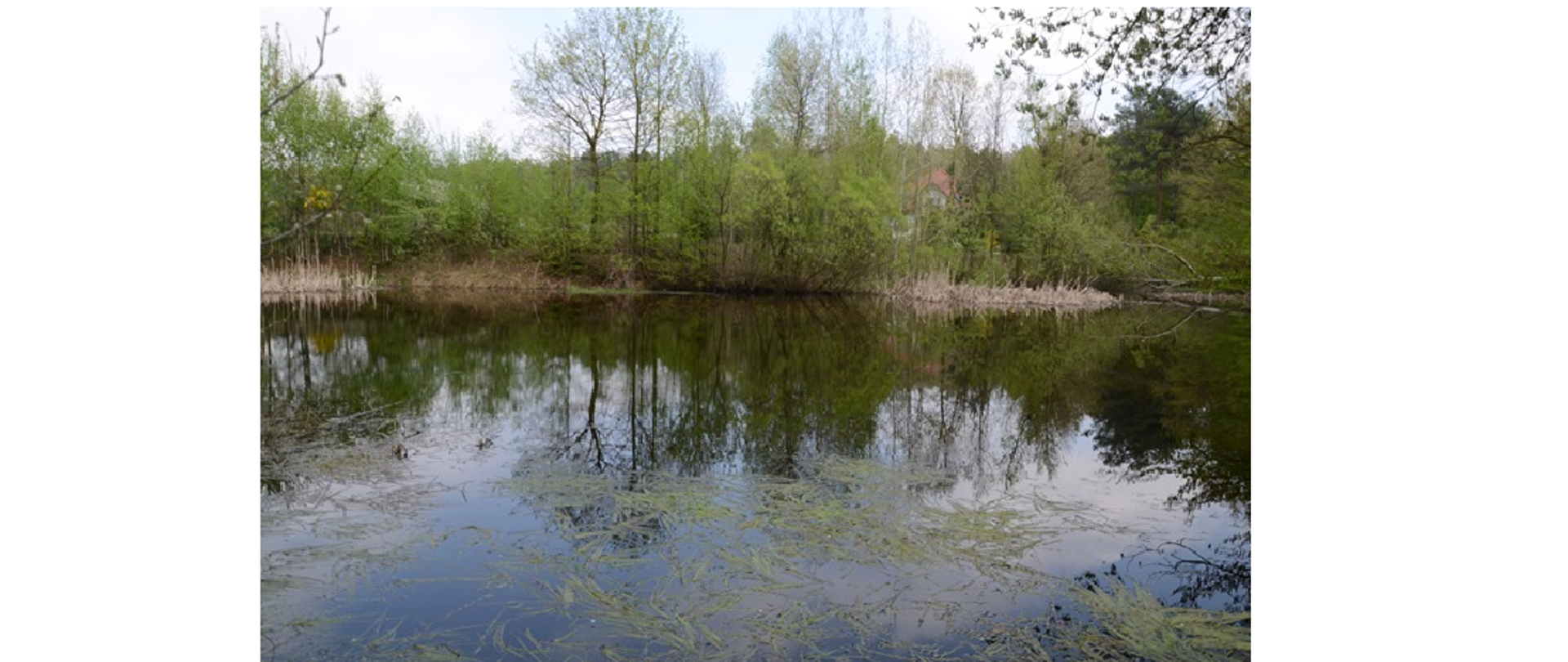 Zdjęcie przedstawia zbiornik wody mniejszy od jeziora i większy od terenu podmokłego. Za stawem widzimy las teren wokół zbiornika wody jest pokryty roślinnością.