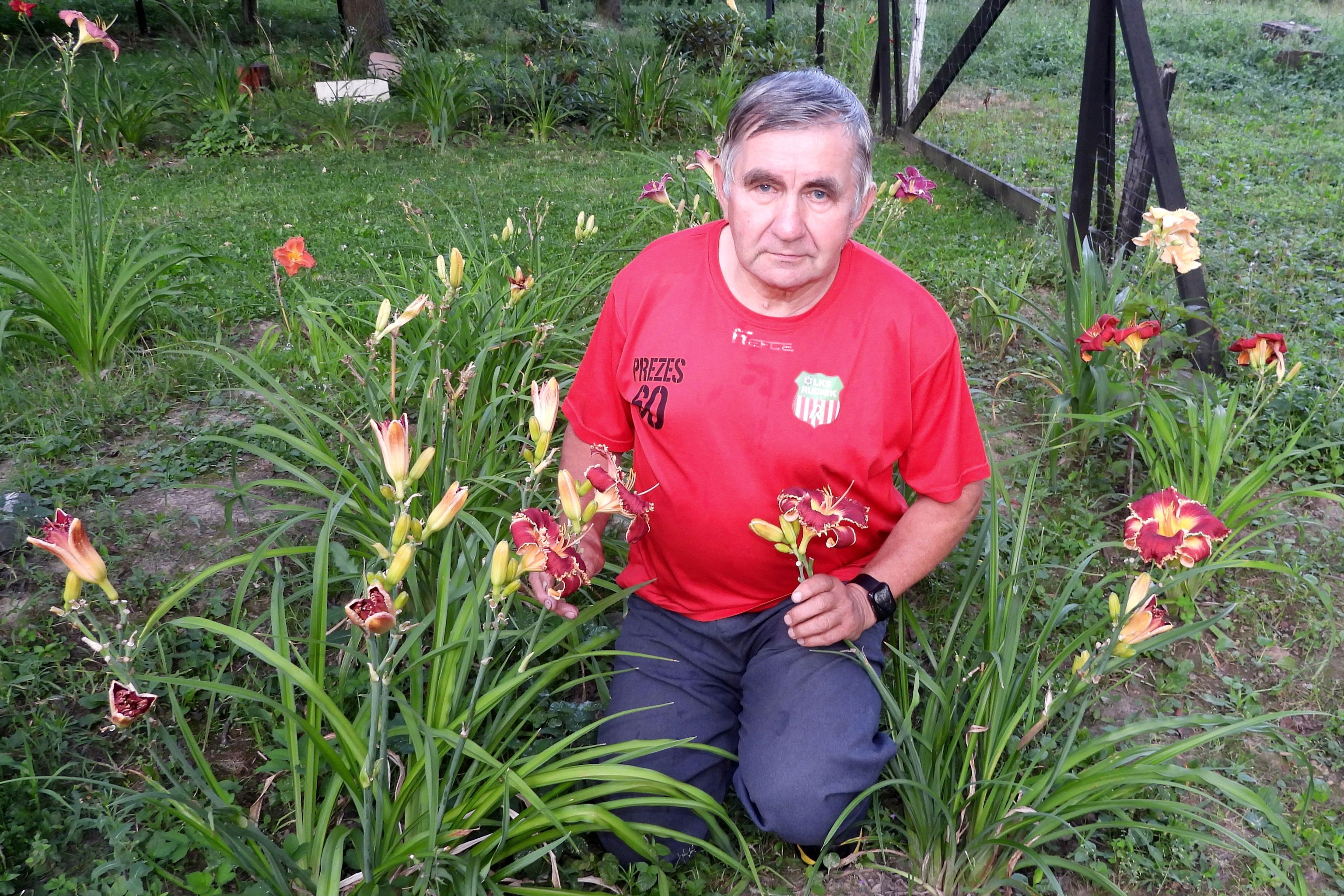 Ogród w Rudniku. Wokół lilie i liliowce