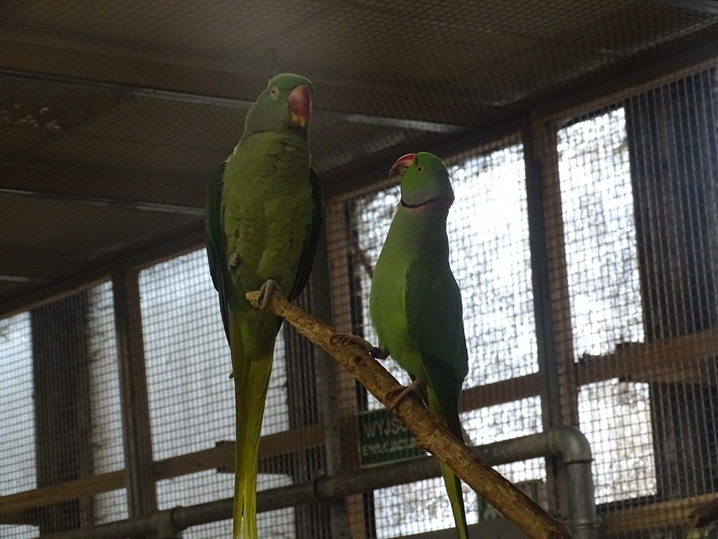 Zdjęcie przedstawia dwie piękne papugi o opierzeniu w kolorze zielonym siedzące na gałęzi. 