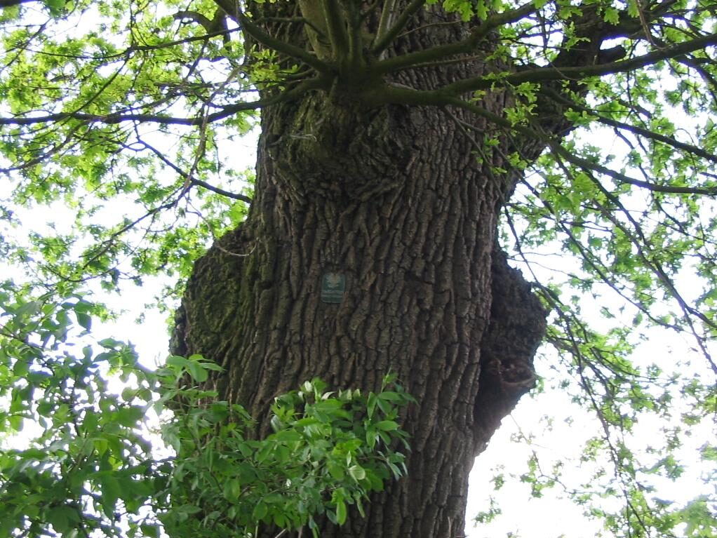 Dąb Szczypułkowy