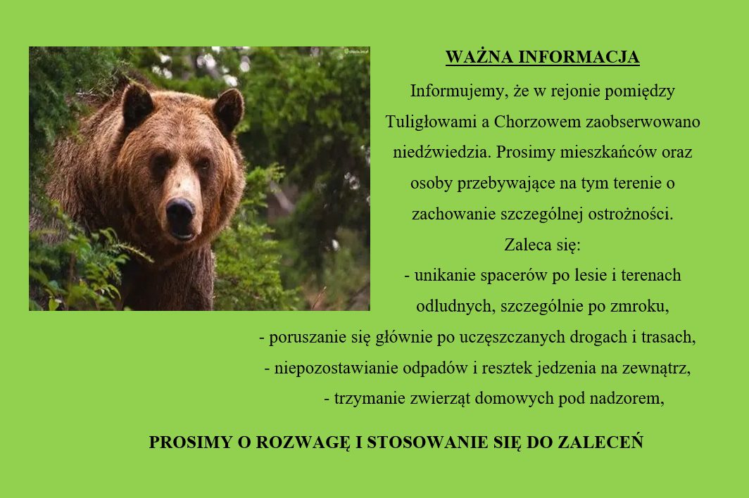 Niedźwiedź