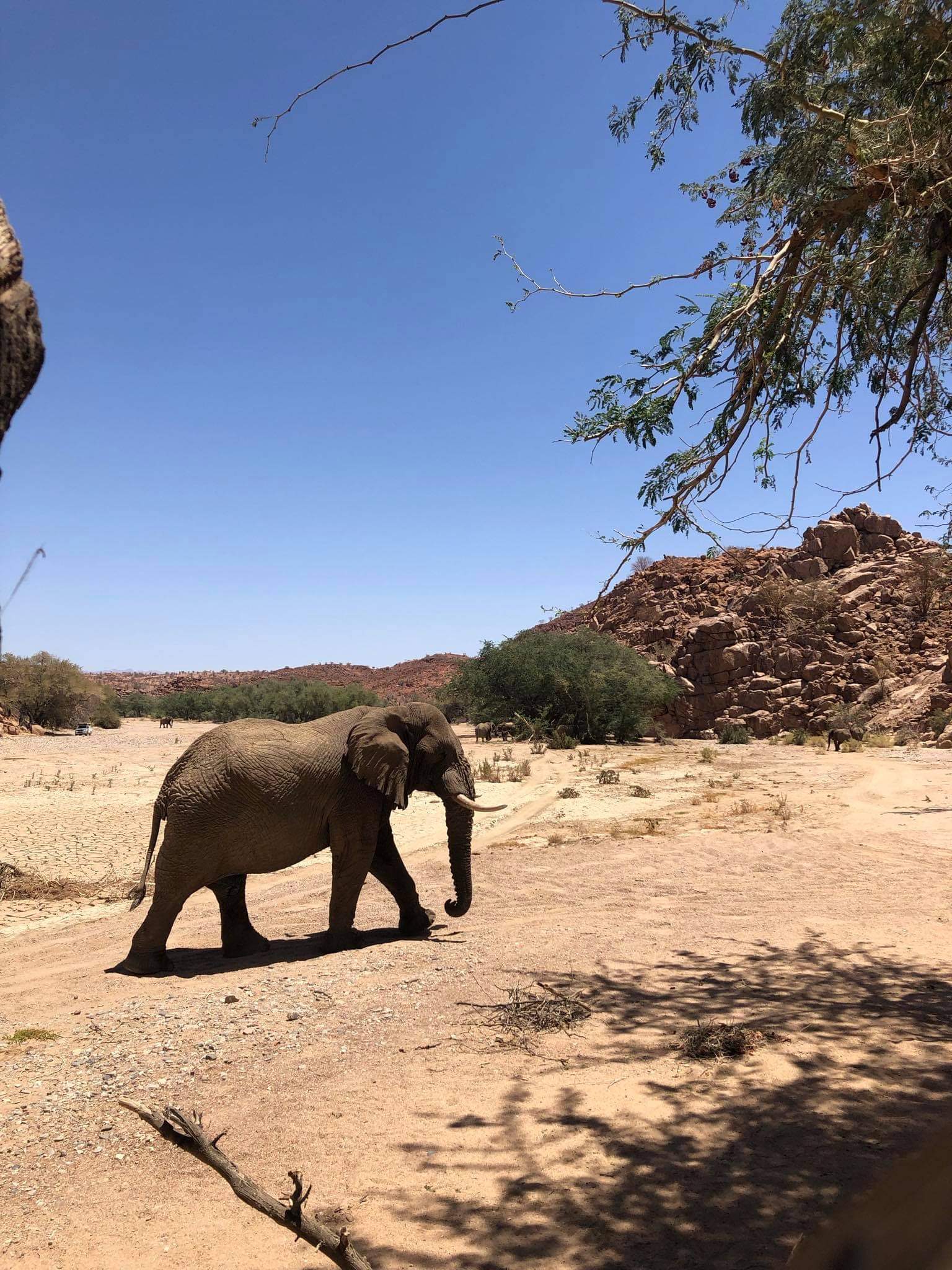 Słoń na pustyni