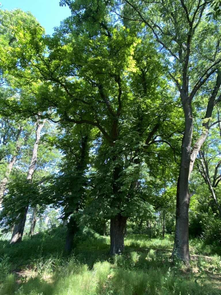 Kasztanowiec biały