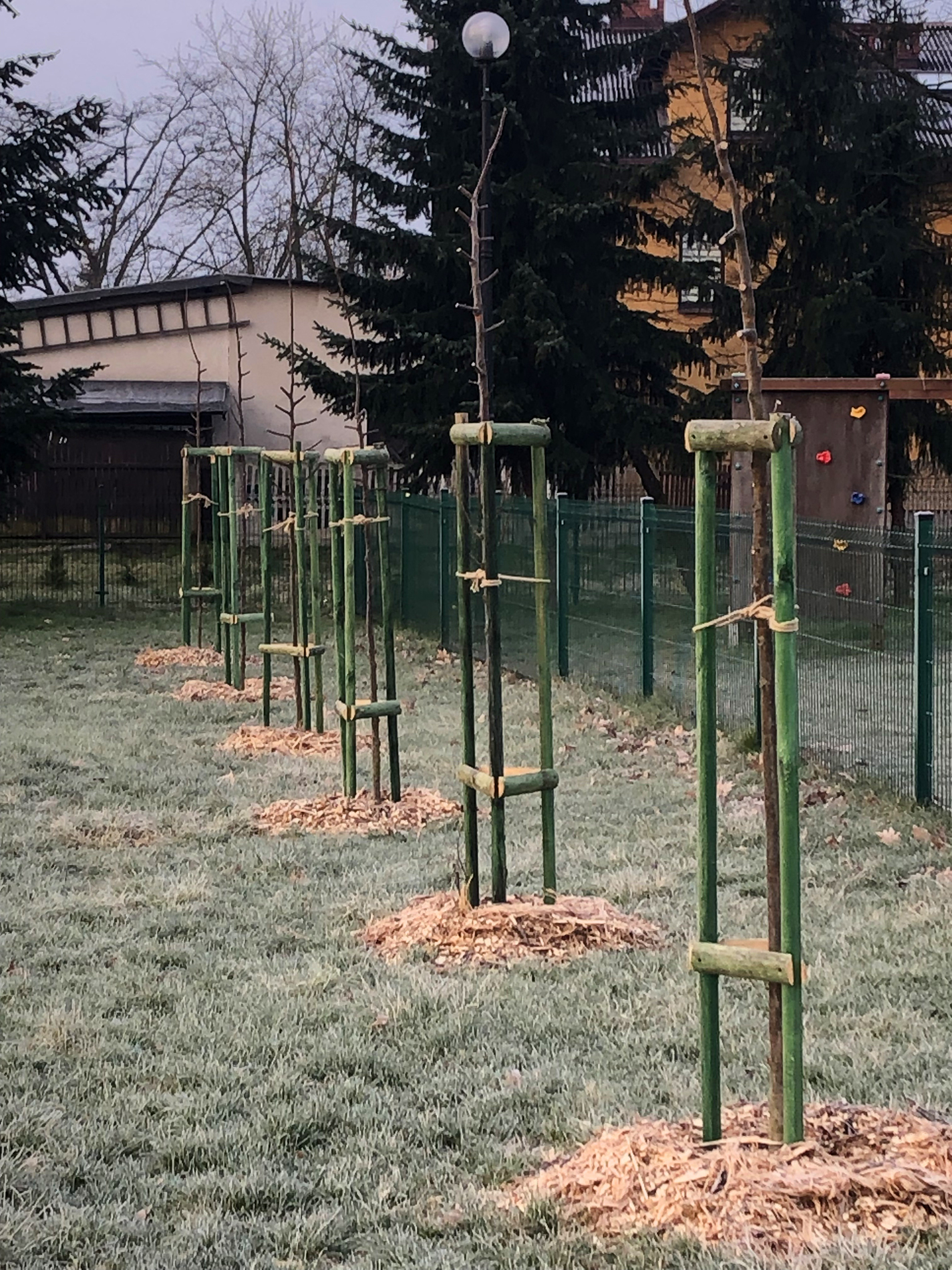 Nowe zasadzenia zastępcze drzew przy placu zabaw na ul. Łukowej