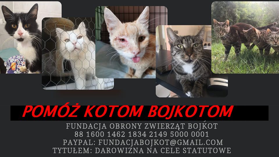 Pomóż kotom bojkotom