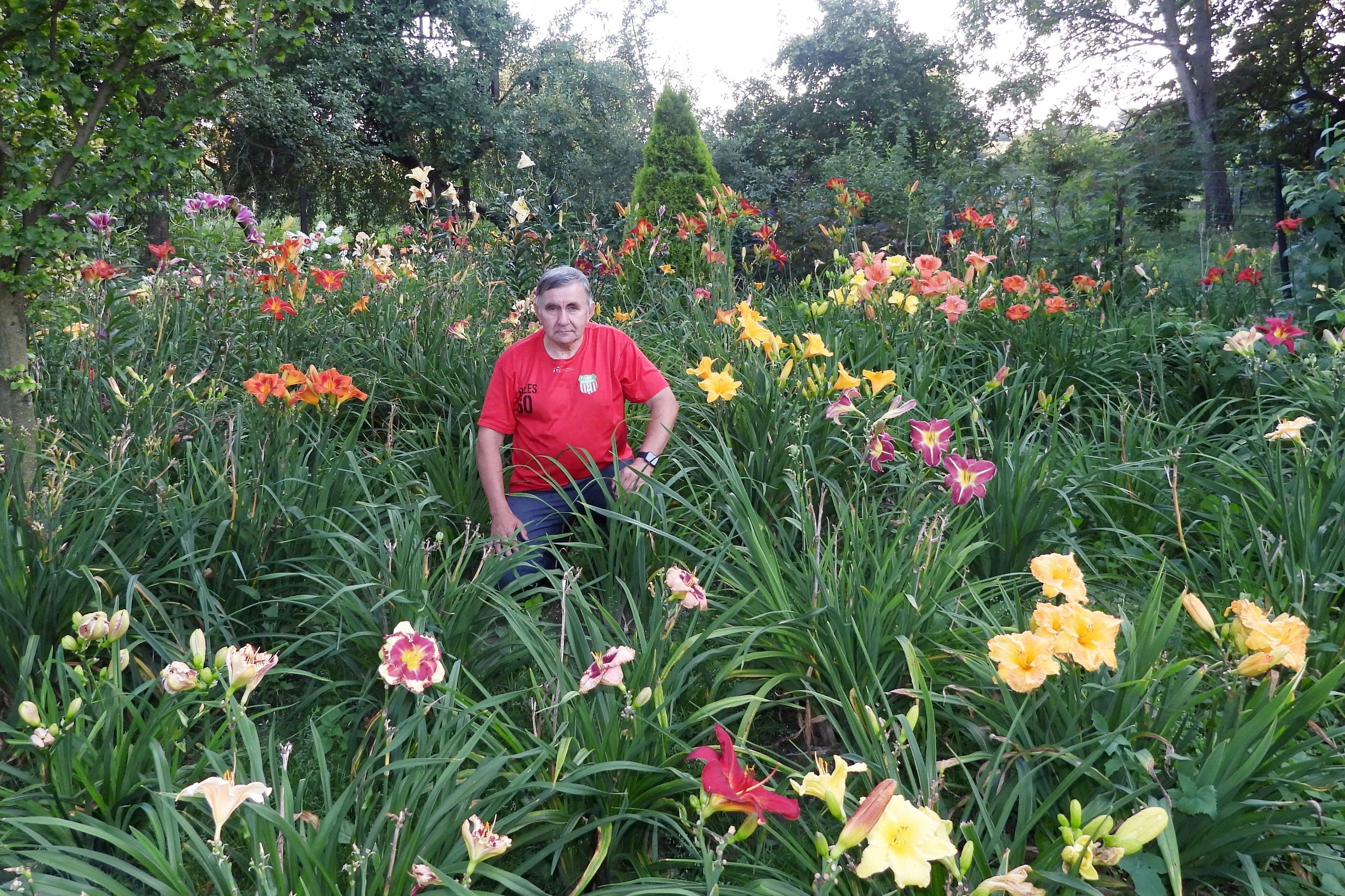 Ogród w Rudniku. Wokół lilie i liliowce