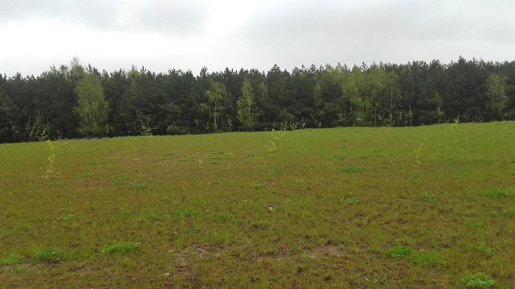 zrekultywowane biologicznie składowisko odpadów w Sułaszewie, trawa, krzewy
