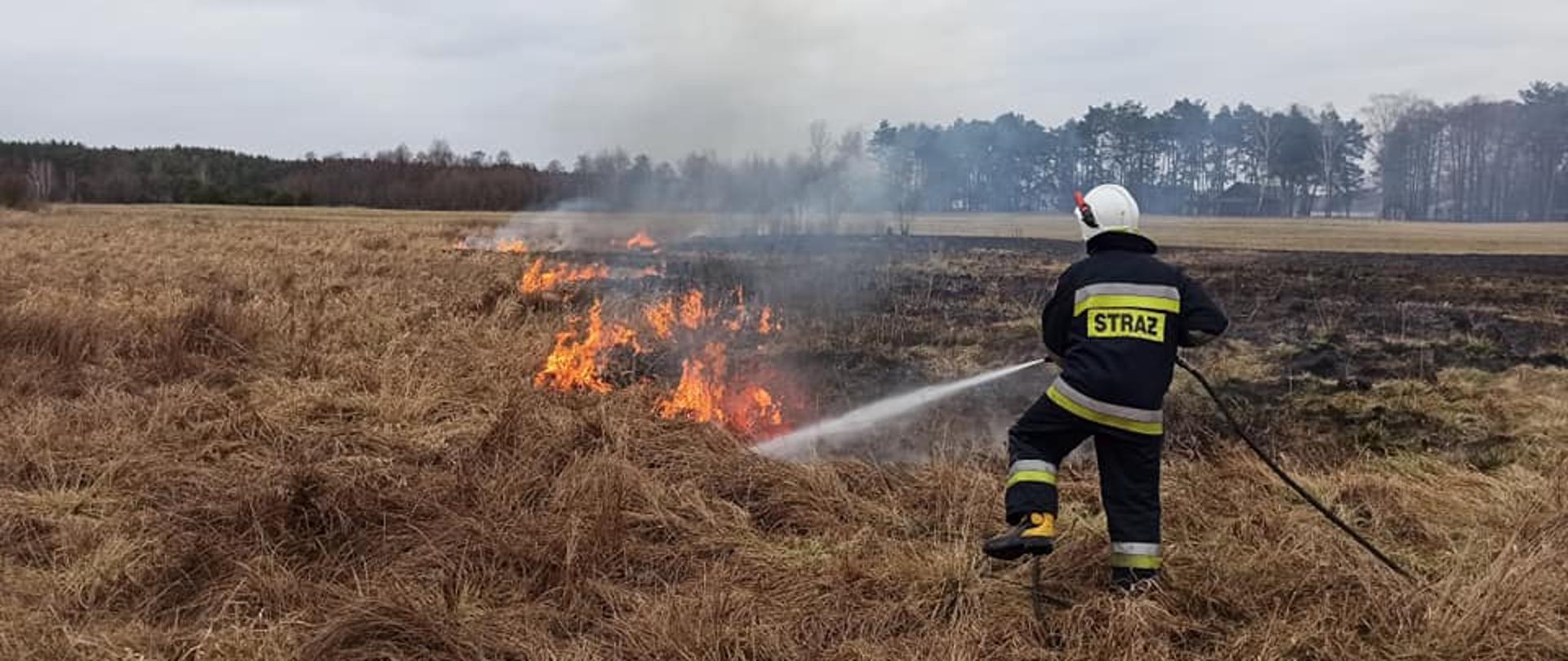 Strażak w ubraniu specjalnym widziany z tyłu trzyma w rękach prądownicę i gasi wodą palącą się suchą trawę