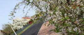 Nowy chodnik i nawierzchnia drogi na tle kwitnącej jabłoni