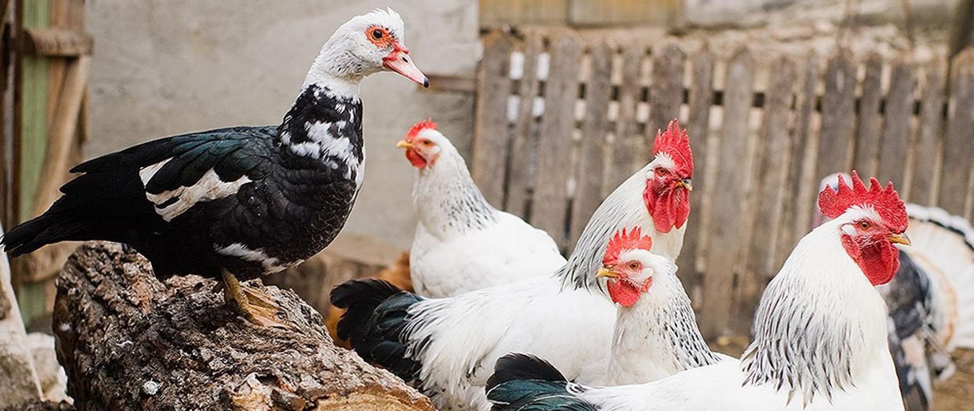 https://www.agrofakt.pl/ptasia-grypa-wsparcie-finansowe/