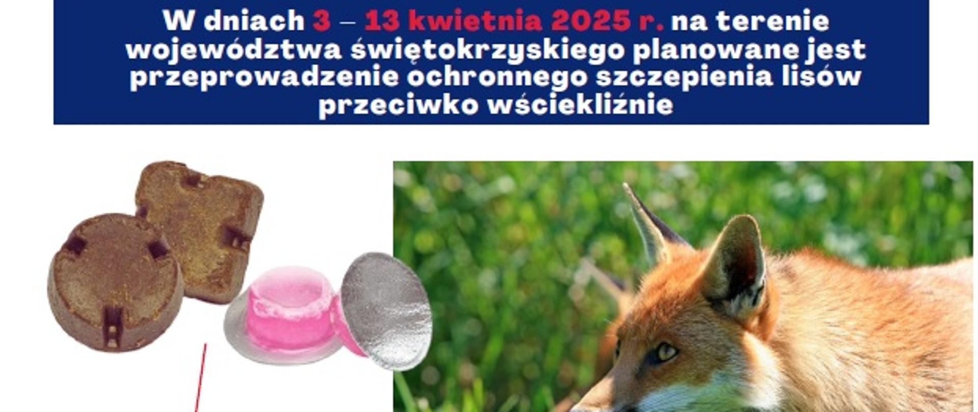 szczepienia lisow wiosna 2025