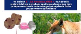 szczepienia lisow wiosna 2025