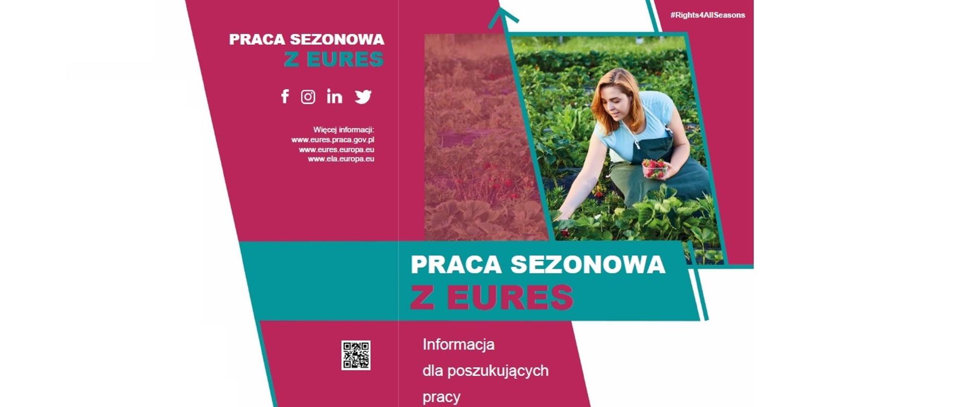 Zdjęcia kobiety zbierającej truskawki. Praca sezonowa z EURES. Informacja dla poszukujących pracy.