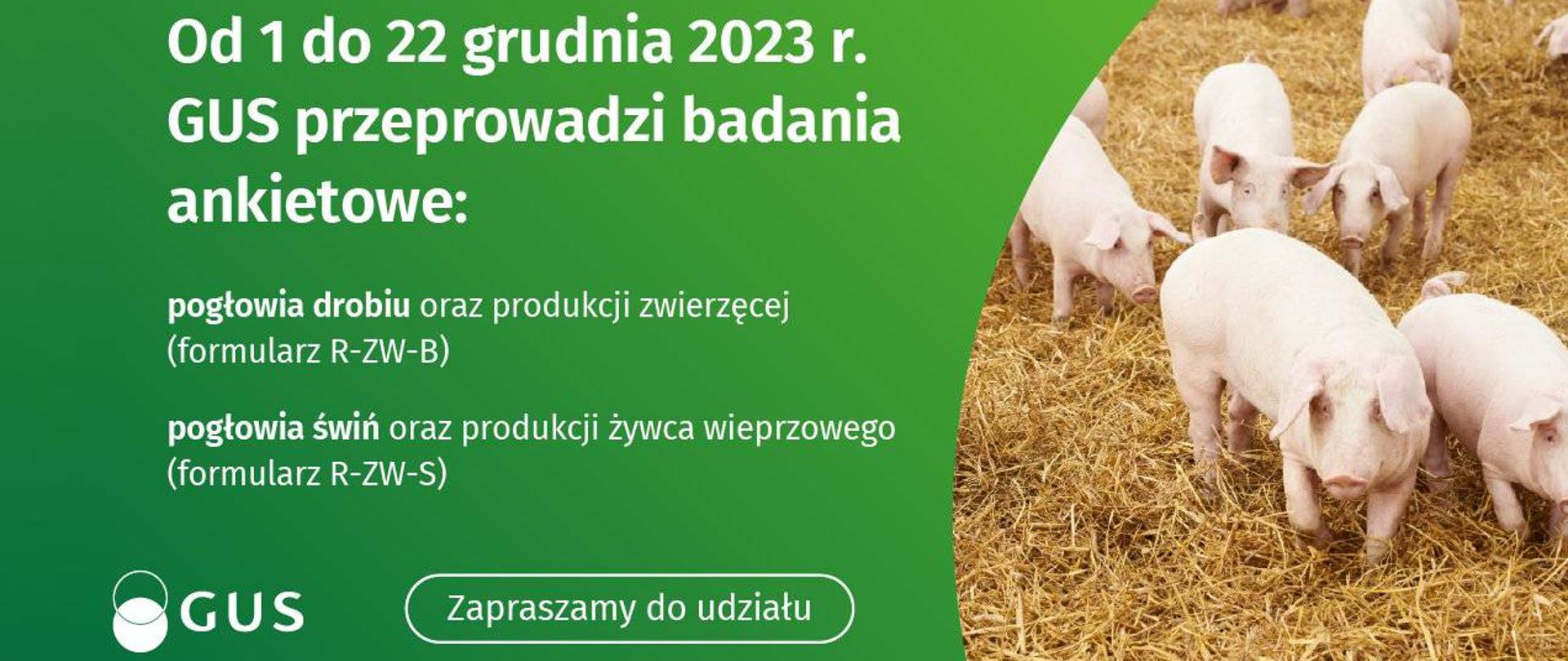 Tekst od 1 do 22 grudnia 2023 r. GUS przeprowadzi badania ankietowe: pogłowia drobiu oraz produkcji zwierzęcej (formularz R-ZW-B), pogłowia świń oraz produkcji żywca wieprzowego (formularz R-ZW-S) Zapraszamy do udziału. Obok zdjęcie grupy 8 świń chodzących po wysypanym sianie.