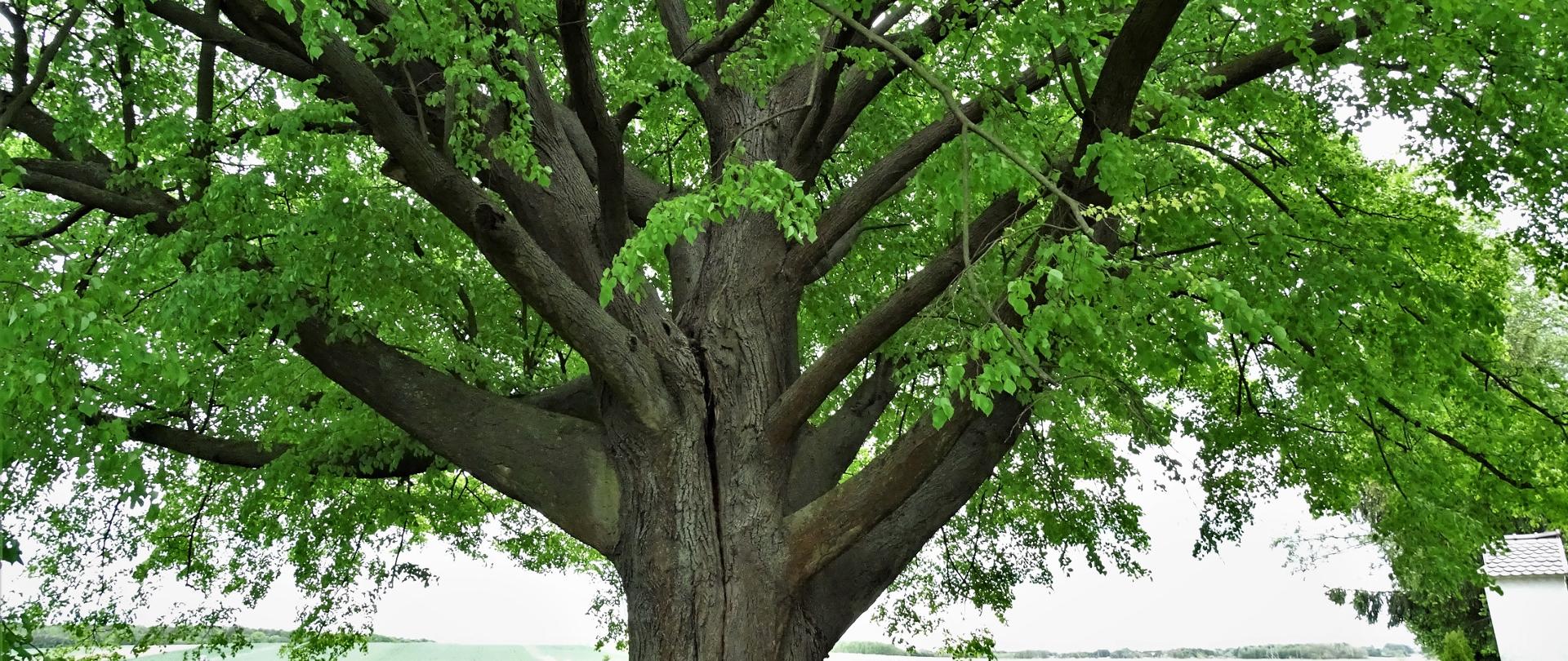 Konkurs na Europejskie Drzewo Roku 2021 - lipa św. Jana Nepomucena z Dulczy Wielkiej