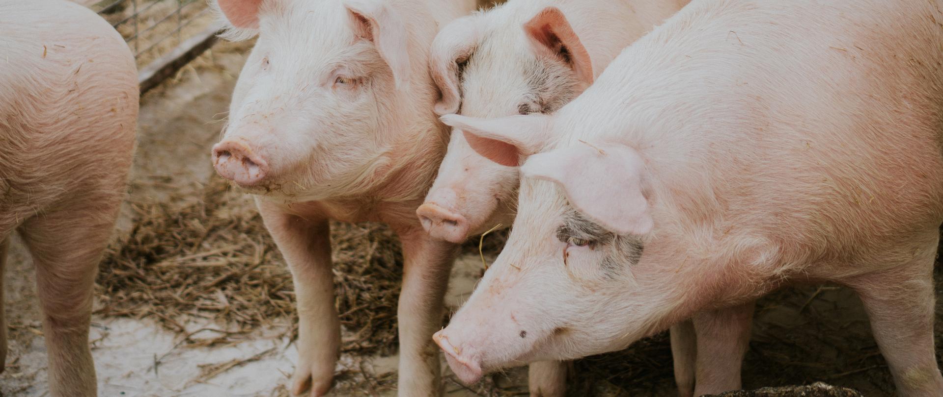 A selective closeup shot of pink pigs in a barn