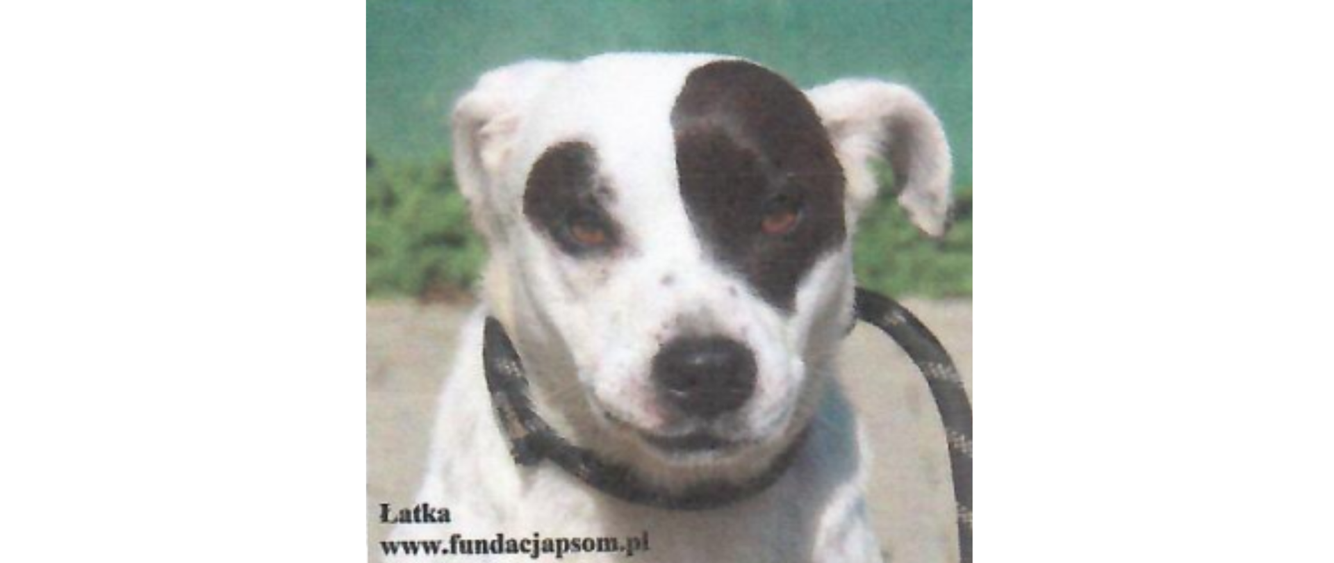 Biały łaciaty-nakrapiany pies, nieduży o krótkiej sierści.