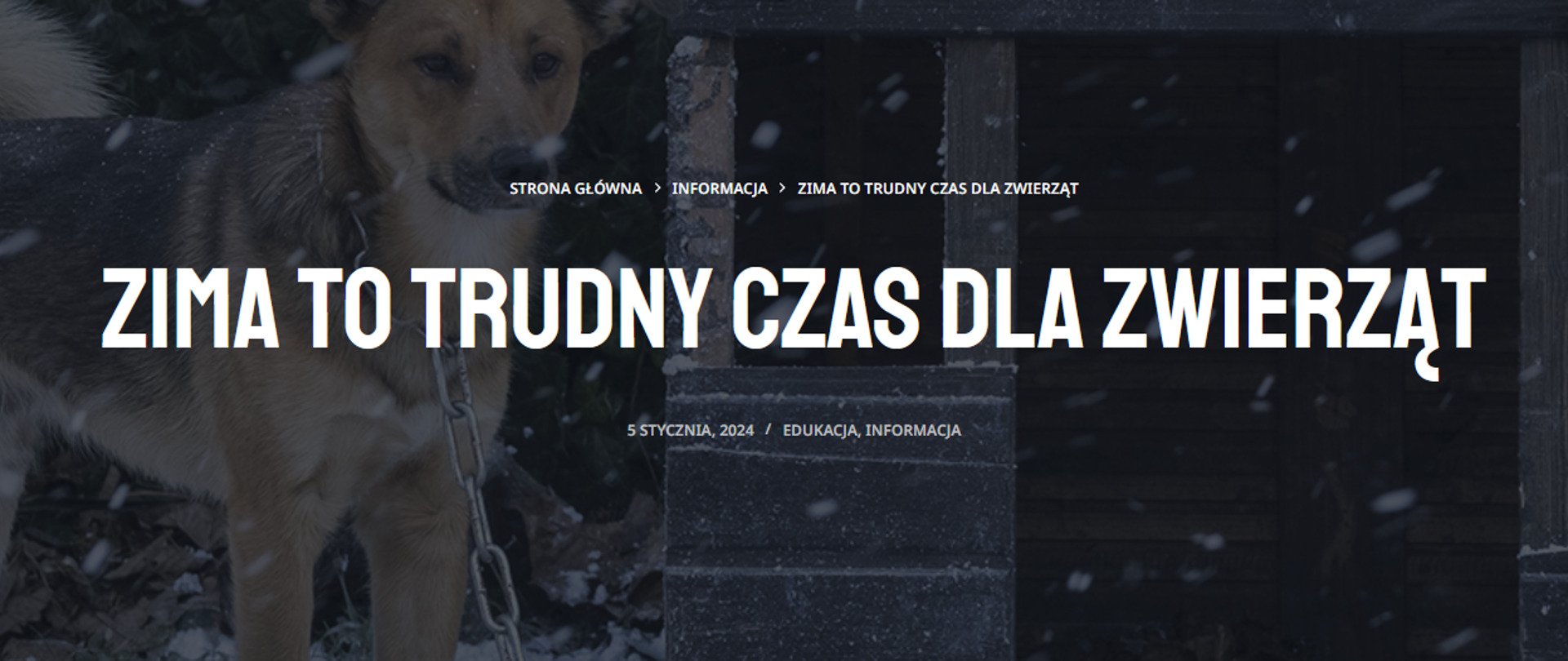 grafika przedstawia w tle psa przywiązanego łańcuchem. Na tle znajdują się napisy.