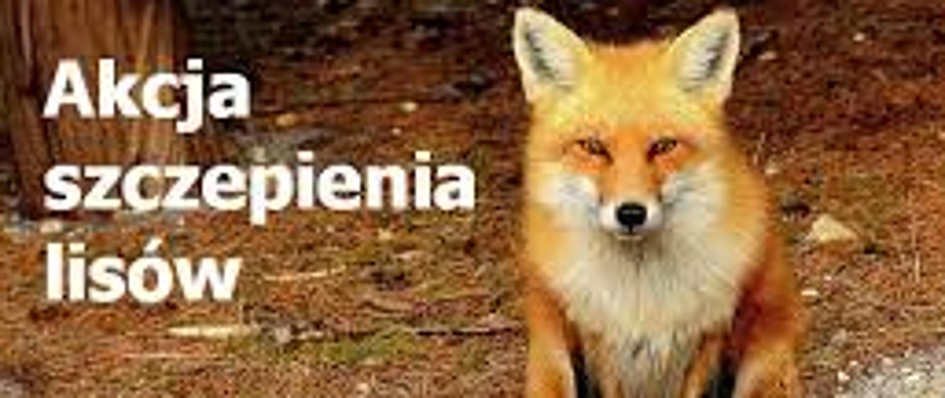 Akcja szczepienia lisów