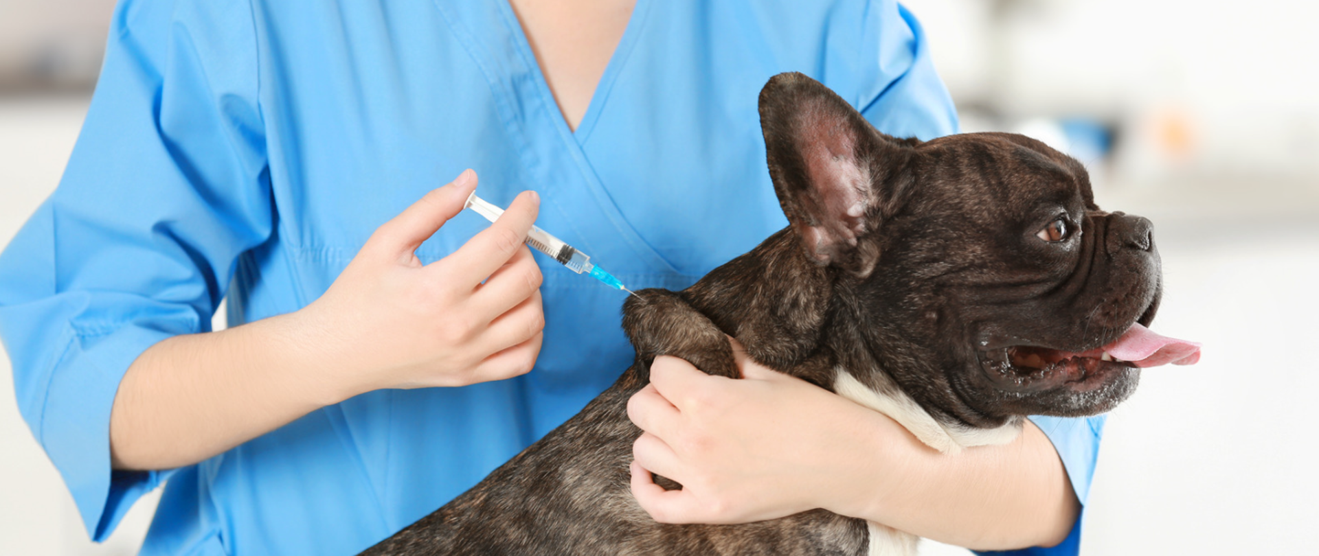 Widoczny pies oraz lekarz wykonujący szczepienie