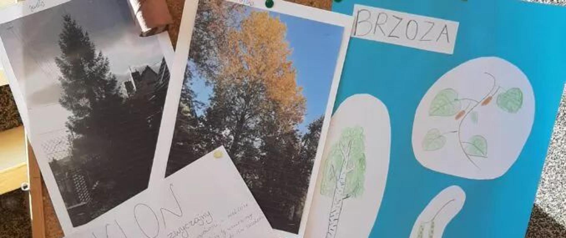 Dzień Drzewa