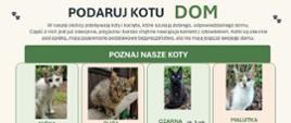 Podaruj kotu dom!