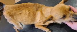 Zdjęcie przedstawia psa - sukę odłowioną 15.03.2021 r. w miejscowości Knurowiec. Pies jest umaszczenia biszkoptowego, waży około 3,5 kg, nie posiada obroży.