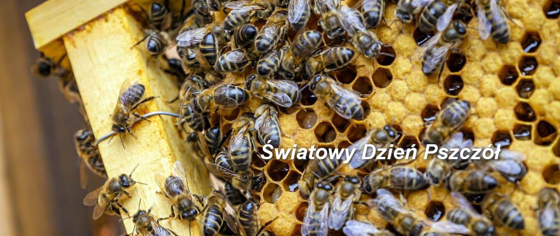 2024-05-15 Światowy Dzień Pszczół
