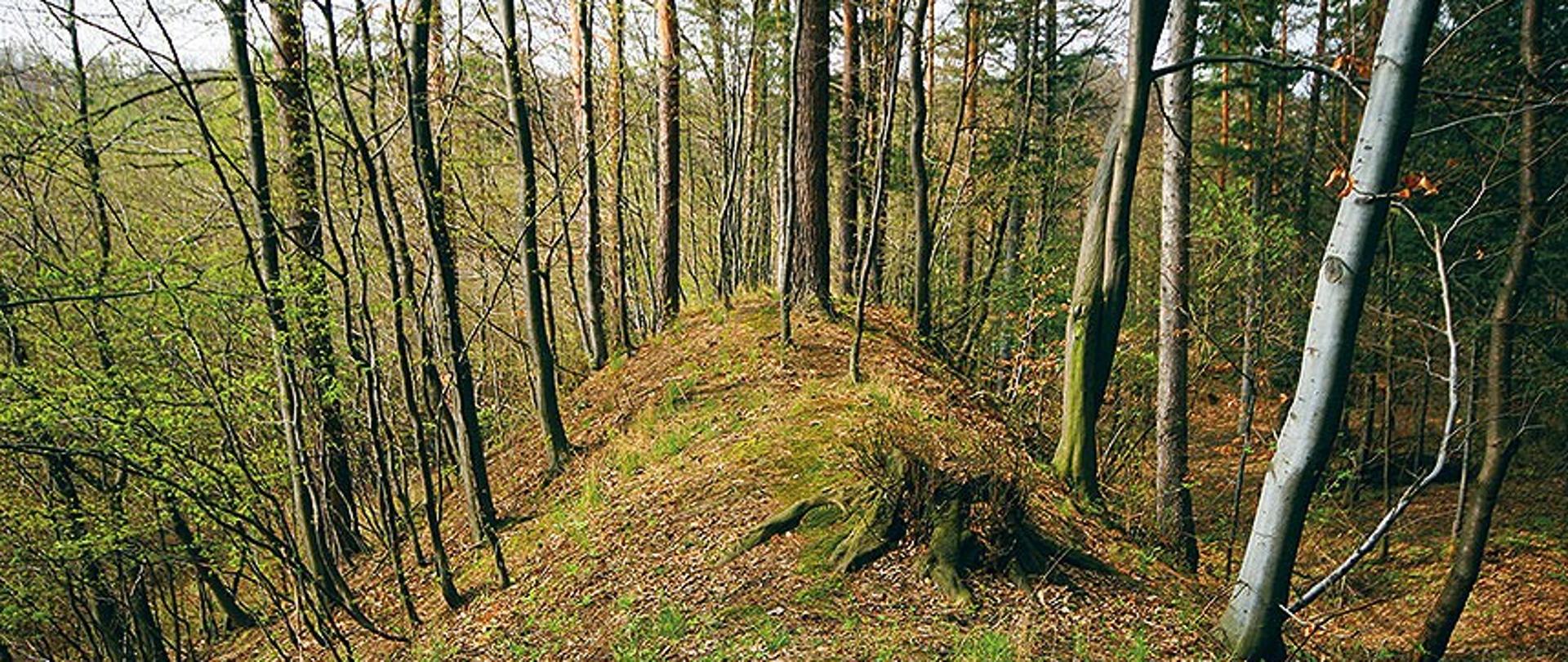 widoczny historyczny wał obronny Grodziska OKOP widoczne na zdjęciu wzniesienie aktualnie pokryte drobnym zadrzewieniem