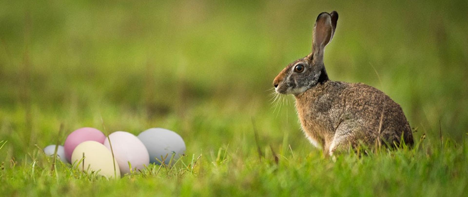 Po prawej stronie zając na łące. Z lewej stronie kolorowe pisanki.