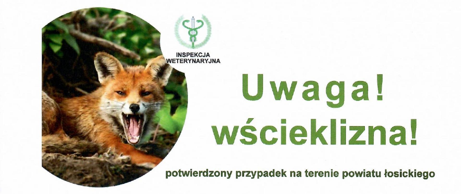 Plakat informacyjny Inspekcji Weterynaryjnej dotyczący wścieklizny. Po lewej stronie znajduje się zdjęcie lisa z otwartym pyskiem. Duży zielony napis głosi: „Uwaga! wścieklizna!”. Poniżej zamieszczono informacje o postępowaniu w przypadku pojawienia się dzikiego zwierzęcia na posesji, znalezienia padłego dzikiego zwierzęcia oraz pogryzienia lub pokąsania przez zwierzę. Zalecenia obejmują m.in. niepłoszenie dzikich zwierząt, zgłaszanie nietypowych zachowań odpowiednim służbom, niedotykanie padłych zwierząt, dokładne przemycie i dezynfekcję ran po pogryzieniu oraz niezwłoczny kontakt z lekarzem. W dolnej części plakatu znajdują się dane kontaktowe Wojewódzkiego Inspektoratu Weterynarii.