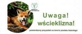 Plakat informacyjny Inspekcji Weterynaryjnej dotyczący wścieklizny. Po lewej stronie znajduje się zdjęcie lisa z otwartym pyskiem. Duży zielony napis głosi: „Uwaga! wścieklizna!”. Poniżej zamieszczono informacje o postępowaniu w przypadku pojawienia się dzikiego zwierzęcia na posesji, znalezienia padłego dzikiego zwierzęcia oraz pogryzienia lub pokąsania przez zwierzę. Zalecenia obejmują m.in. niepłoszenie dzikich zwierząt, zgłaszanie nietypowych zachowań odpowiednim służbom, niedotykanie padłych zwierząt, dokładne przemycie i dezynfekcję ran po pogryzieniu oraz niezwłoczny kontakt z lekarzem. W dolnej części plakatu znajdują się dane kontaktowe Wojewódzkiego Inspektoratu Weterynarii.