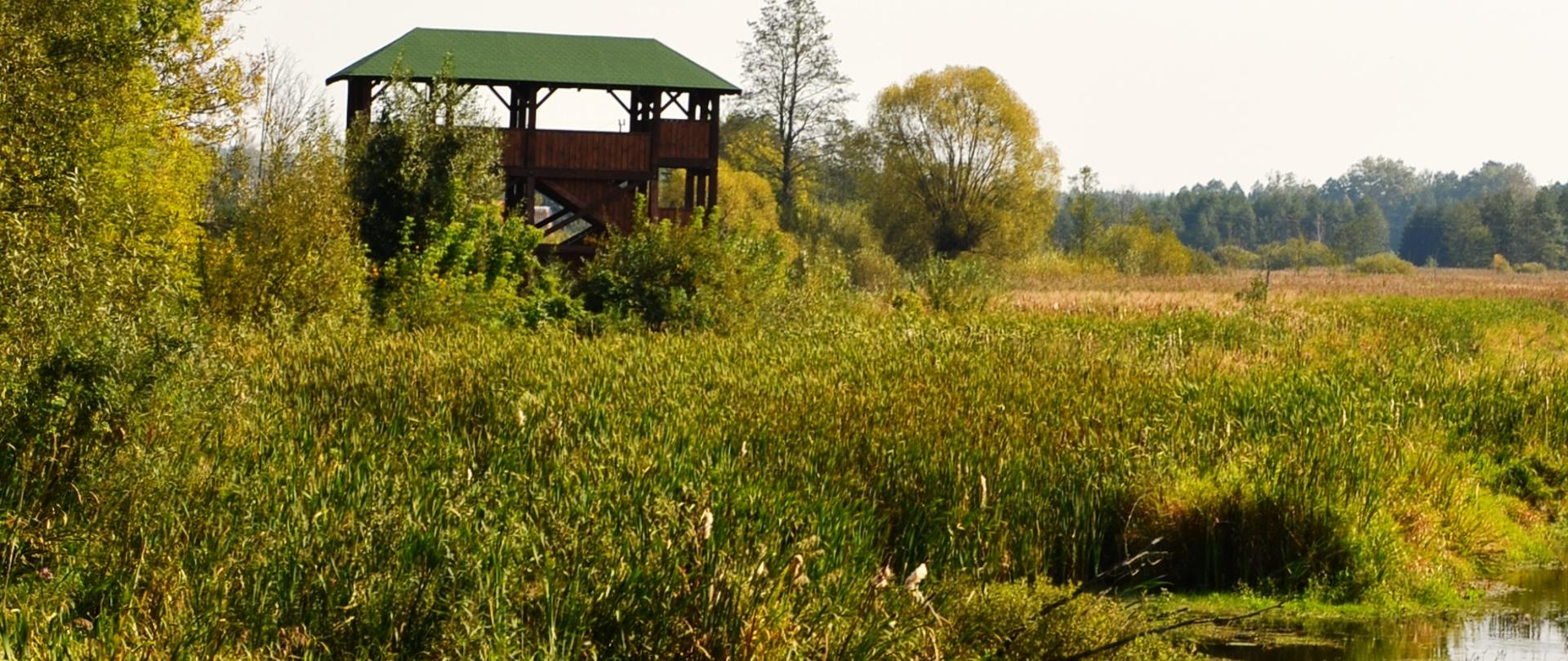Widok rzeki Narewka i wieży widokowej - w Białowieży