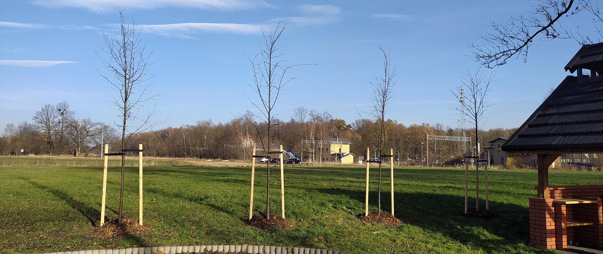 Kilka małych świeżo posadzonych drzewek na zielonej trawie