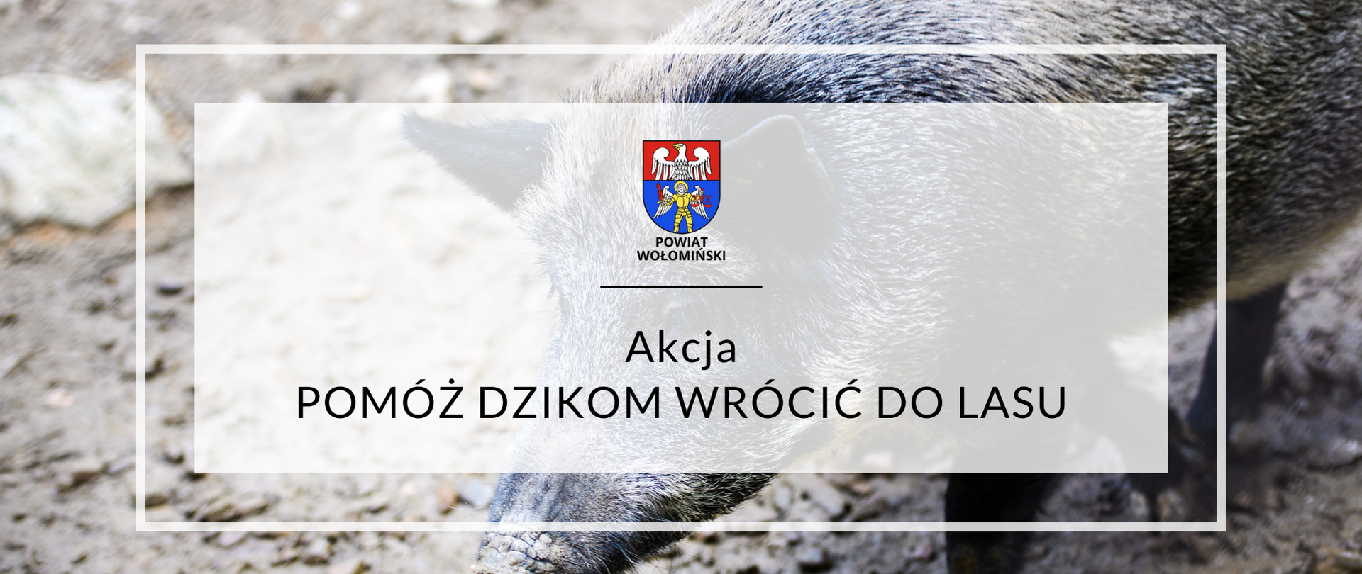 Akcja - pomóż dzikom wrócić do lasu - Powiat Wołomiński - Portal gov.pl