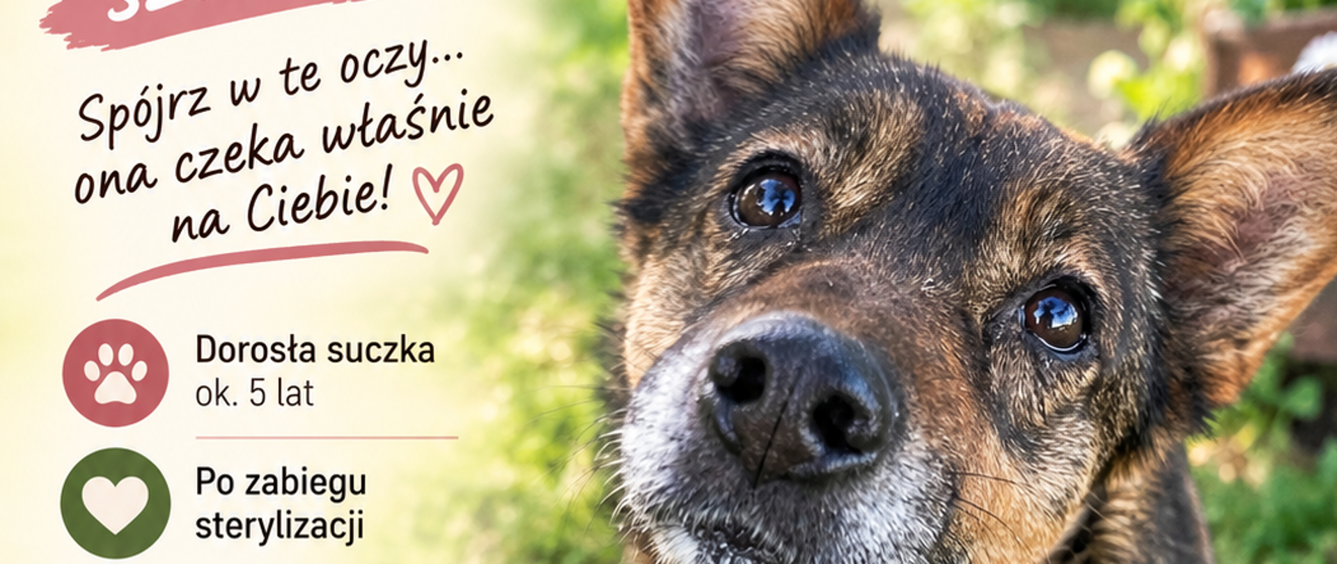 plakat informacyjny dot. pieska szukającego domu