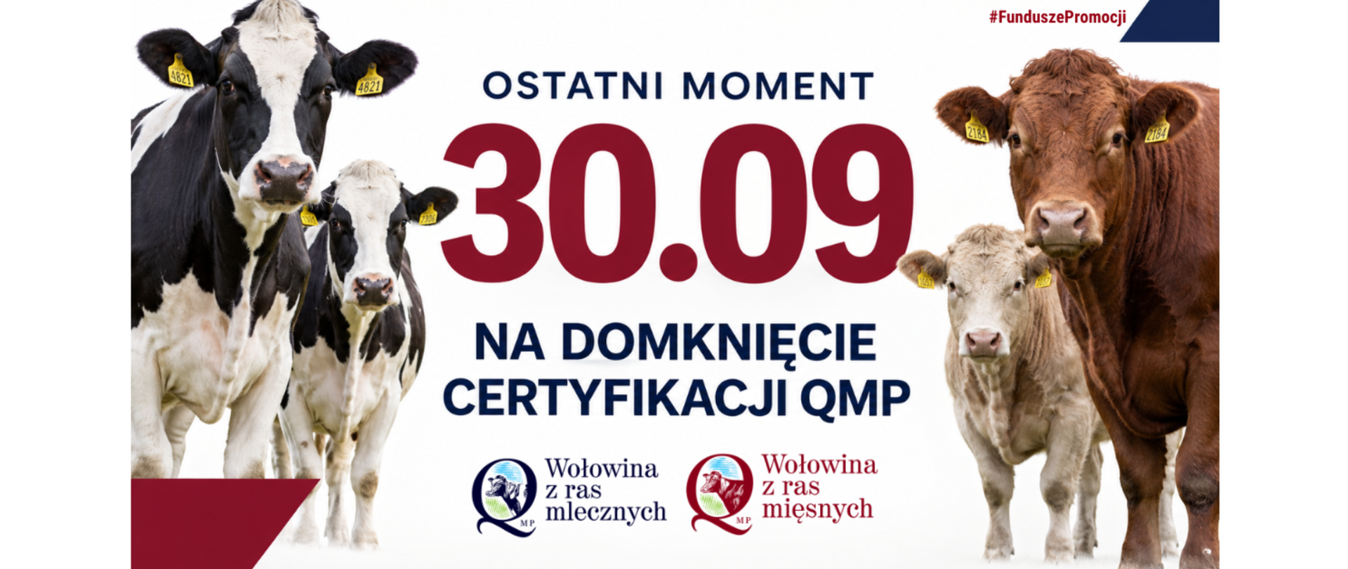 Grafika promocyjna na białym tle z napisem: „OSTATNI MOMENT 30.09 NA DOMKNIĘCIE CERTYFIKACJI QMP”. Data „30.09” wyróżnia się bardzo dużą, ciemnoczerwoną czcionką. Po lewej stronie znajdują się dwie czarno-białe krowy rasy mlecznej, a po prawej stronie dwa brunatno-rudy i beżowy osobnik rasy mięsnej. W dolnej części umieszczono dwa logo: pierwsze przedstawia krowę mleczną z podpisem „Wołowina z ras mlecznych QMP”, drugie przedstawia krowę mięsną z podpisem „Wołowina z ras mięsnych QMP”. W prawym górnym rogu znajduje się hashtag „#FunduszePromocji”.