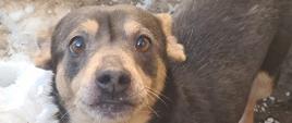 Pies - samiec w typie jamnika, wiek ok. 2 lat, mały 9 kg, umaszczenie: brązowo - biszkoptowe.