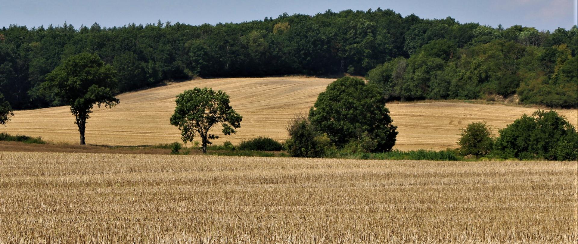 Widok na pola zbóż na wzgórzach i las.