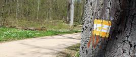 Żółty szlak nordic walking z leśną ścieżką w tle