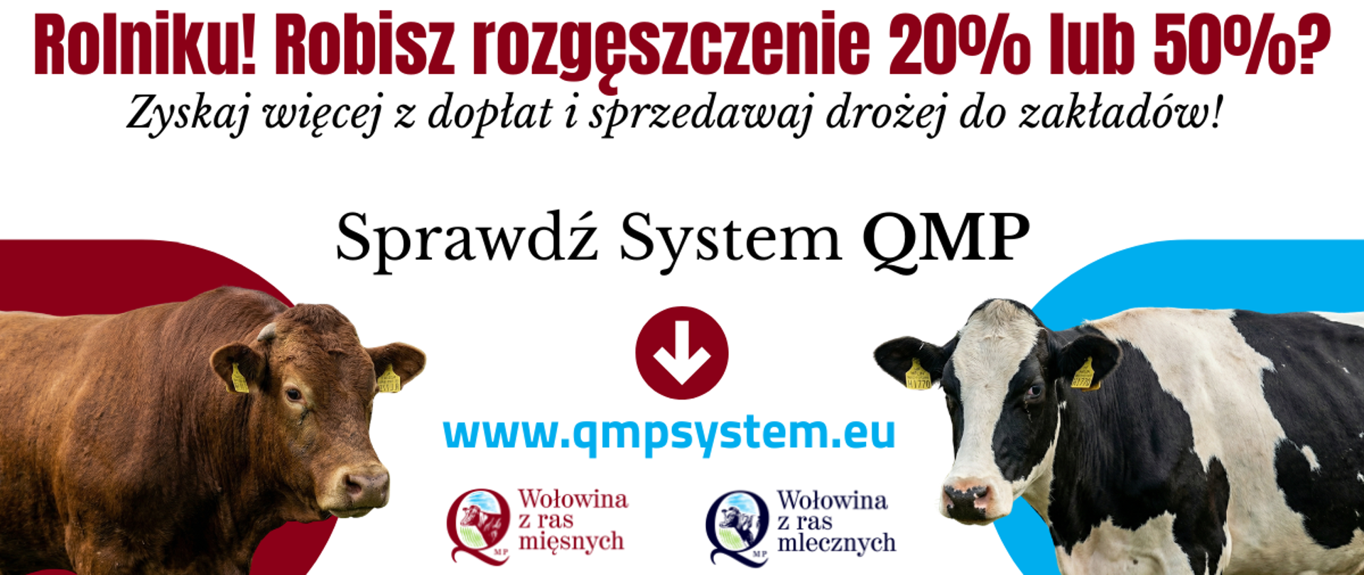 Grafika informacyjna skierowana do rolników promująca System Jakości Wołowiny QMP w ramach kampanii pod hasłem FunduszePromocji. Nagłówek brzmi: Rolniku! Robisz rozgęszczenie 20% lub 50%? Zyskaj więcej z dopłat i sprzedawaj drożej do zakładów! Poniżej znajduje się wezwanie do działania: Sprawdź System QMP oraz adres strony internetowej www.qmpsystem.eu wskazany przez czerwoną strzałkę. Po lewej stronie widnieje zdjęcie brązowego byka rasy mięsnej na czerwonym tle wraz z logotypem Wołowina z ras mięsnych. Po prawej stronie umieszczono zdjęcie czarno białej krowy rasy mlecznej na niebieskim tle oraz logotyp Wołowina z ras mlecznych. Całość kompozycji znajduje się na jasnym tle.