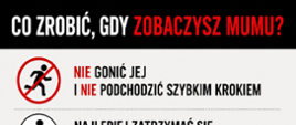 ogłoszenie dot. zaginionego psa