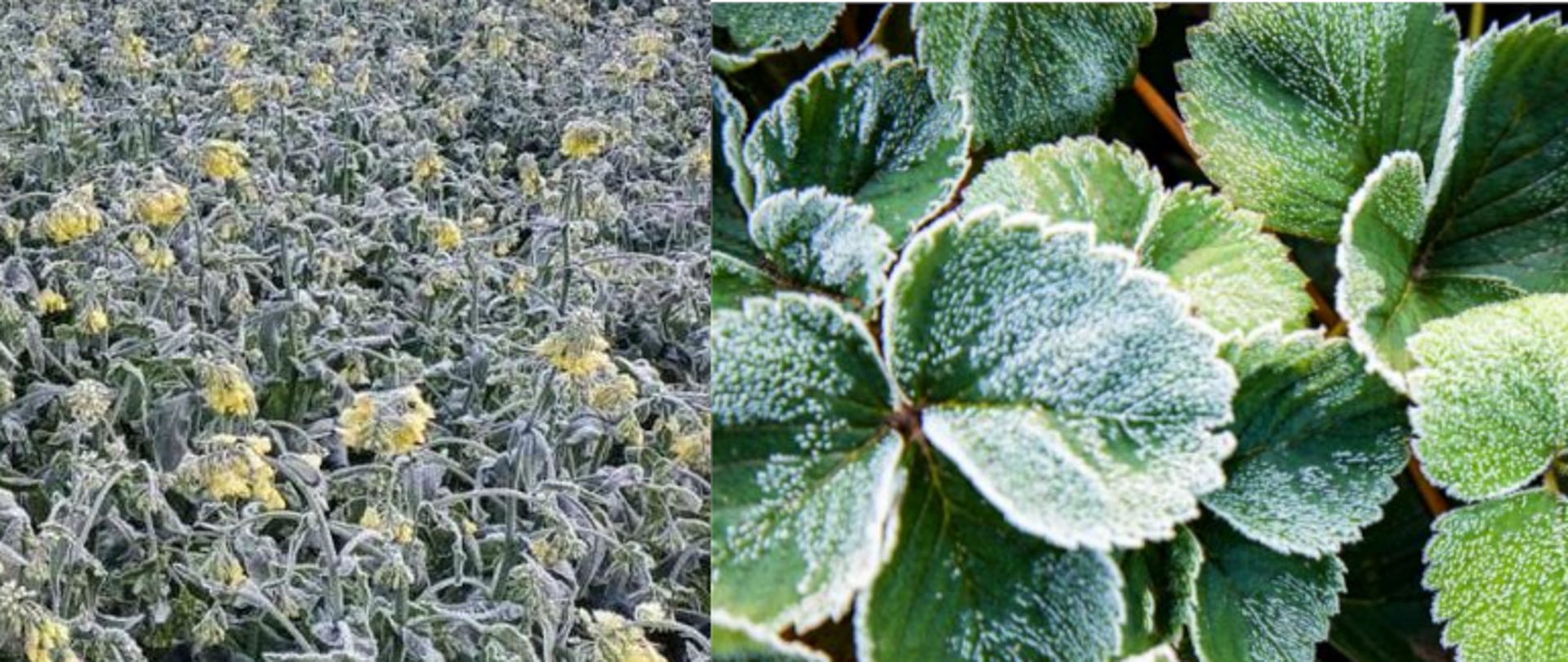 Przymrożony rzepak i truskawki