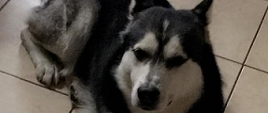 Pies w typie husky