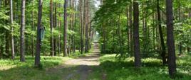 Leśna ścieżka, po bokach wysokie drzewa, na których umieszczone są stacje drogi krzyżowej 